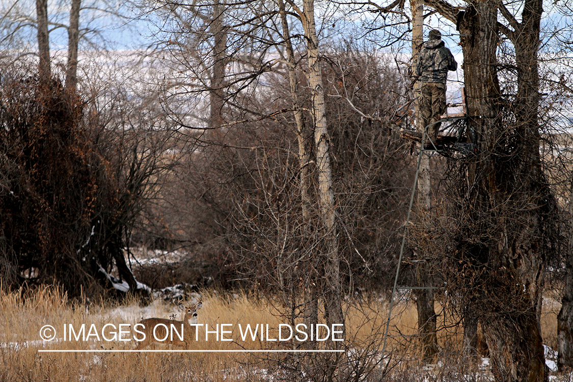 Small white-tailed buck looking up at bowhunter in tree stand.