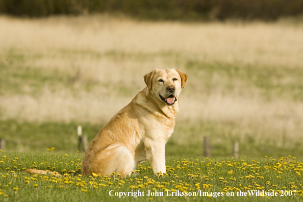 Yellow Labrador Retriever
