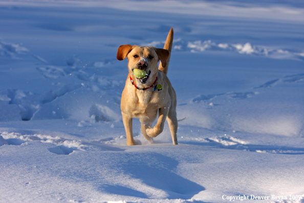 Yellow labrador retriever with ball.