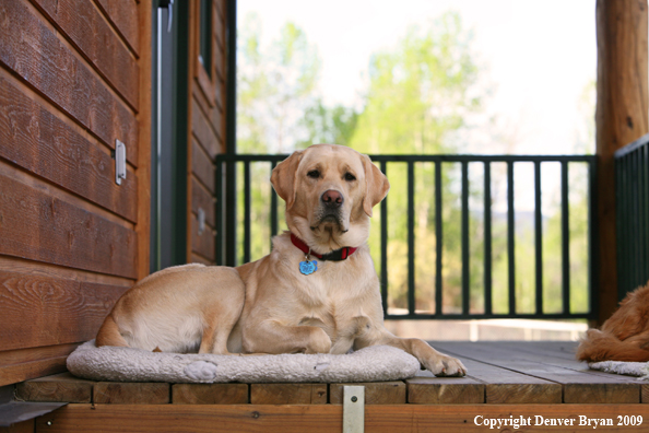 Yellow Labrador Retriever on deck