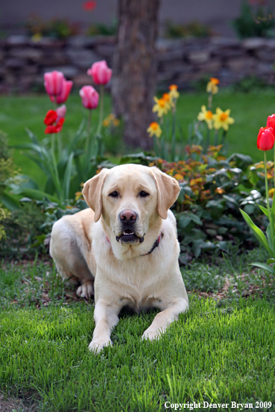 Yellow Labrador Retriever by flowers