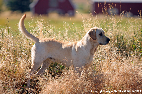Yellow Labrador Retriever in field