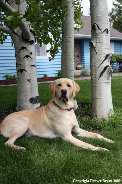 Yellow Labrador Retriever in yard