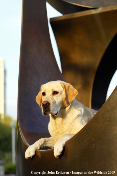 Yellow Labrador Retriever 