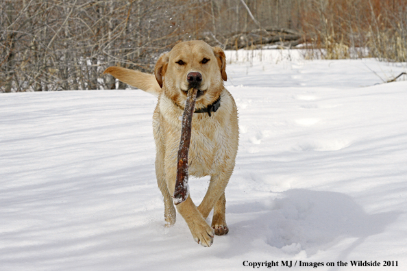 Yellow Labrador Retriever with stick