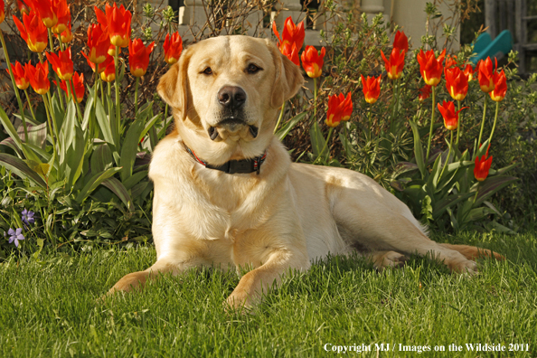 Yellow Labrador Retriever.