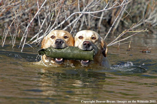 Yellow Labs retrieving dummy. 