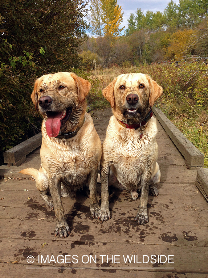 Yellow Labrador Retrievers in field.