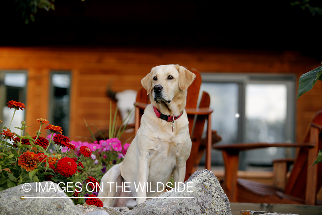 Yellow Labrador Retriever