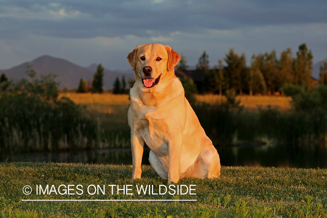 Yellow Labrador Retriever sitting by pond.