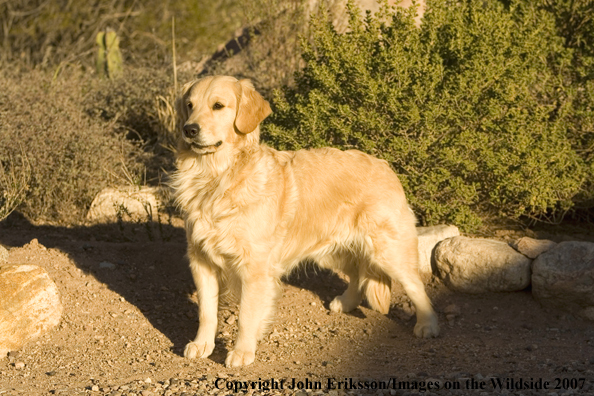 Golden Retriever 