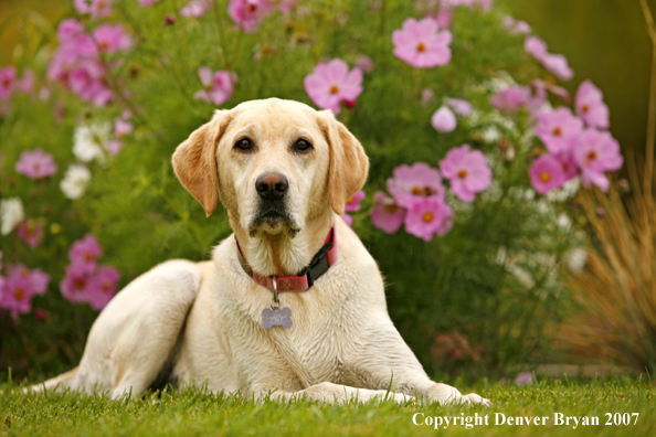 Yellow Labrador Retriever