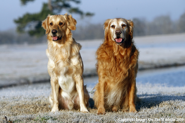 Golden Retrievers