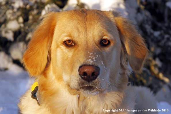 Golden Retriever in snow
