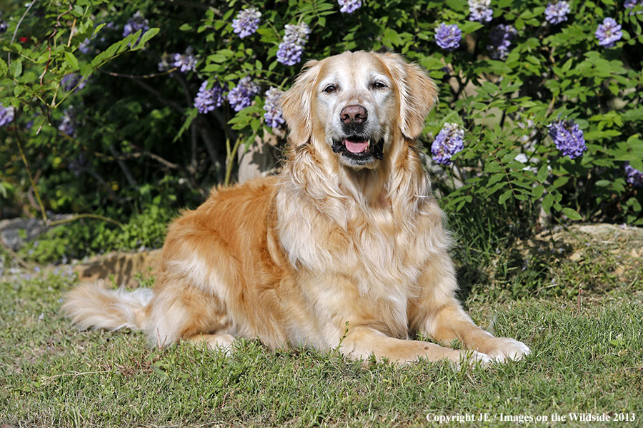 Golden Retriever