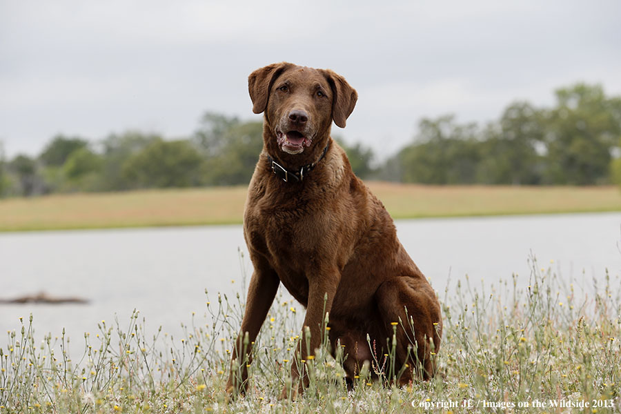 Chesapeake Bay Retriever