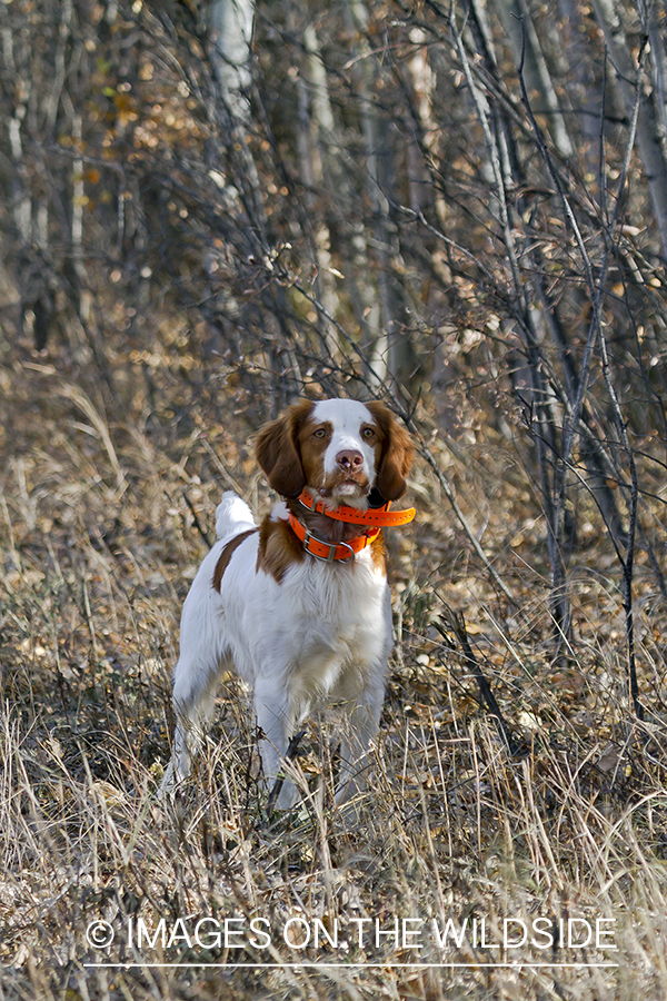Brittany Spaniel pointing in field.