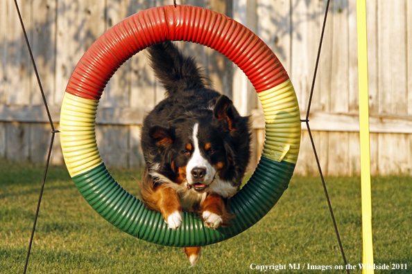 Bernese Mountain Dog running agility course. 