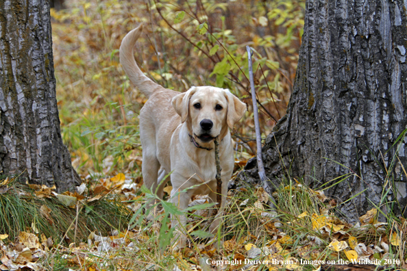 Yellow Labrador Retriever Puppy