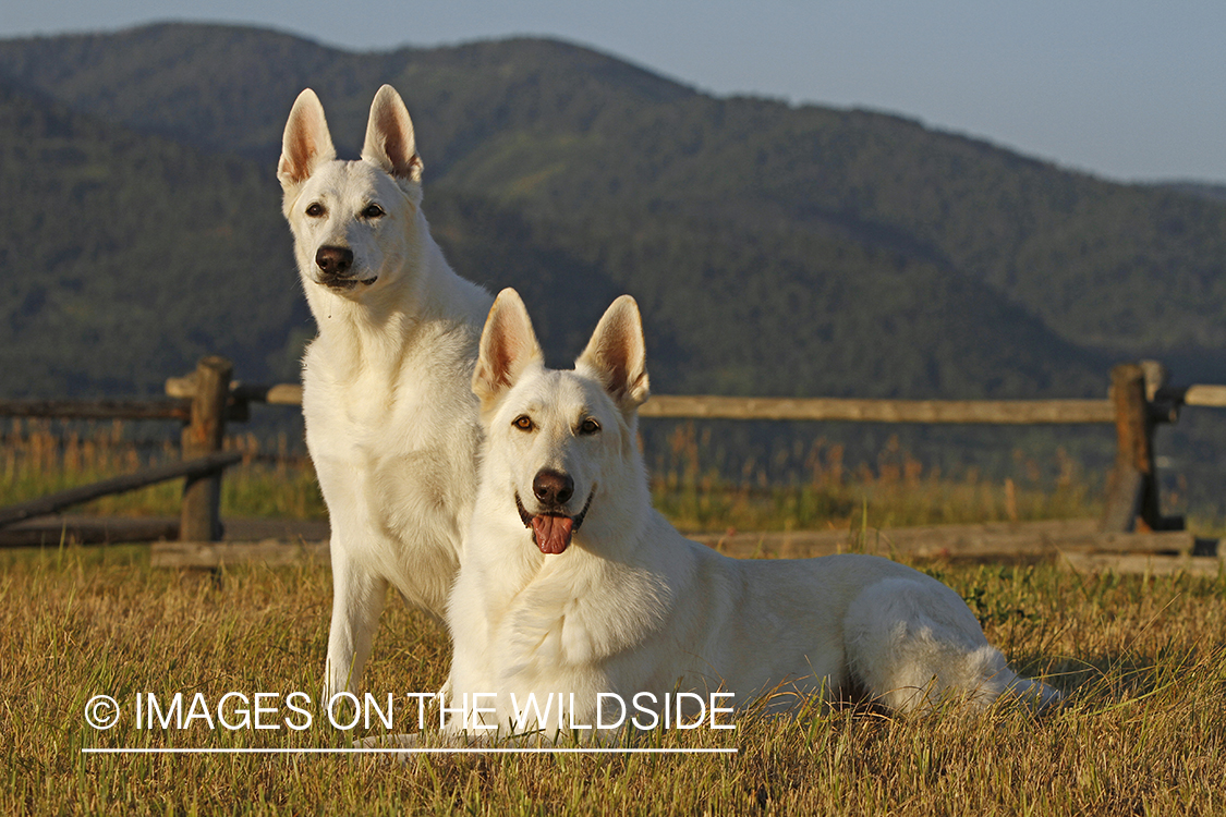 White German Shepherds