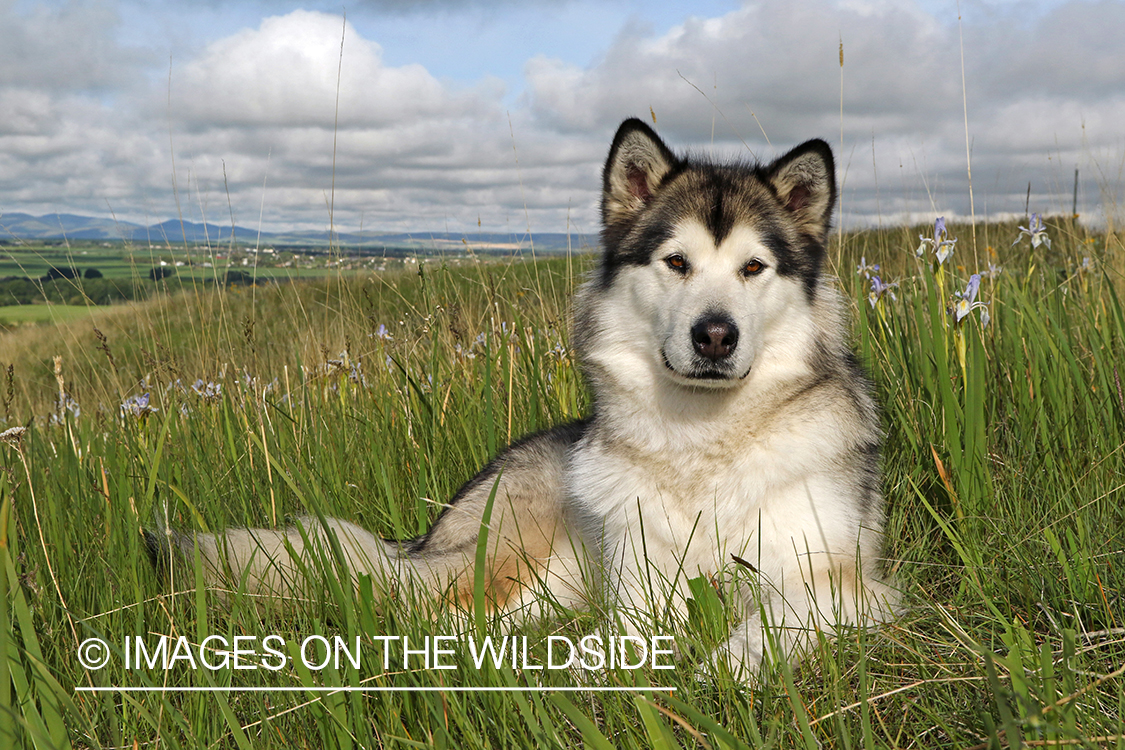 Alaskan Malamute laying in field.