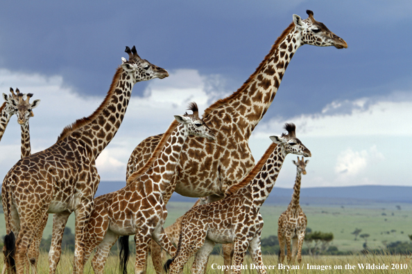 Masai Giraffe Herd
