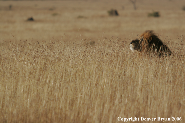 African lion watching intently