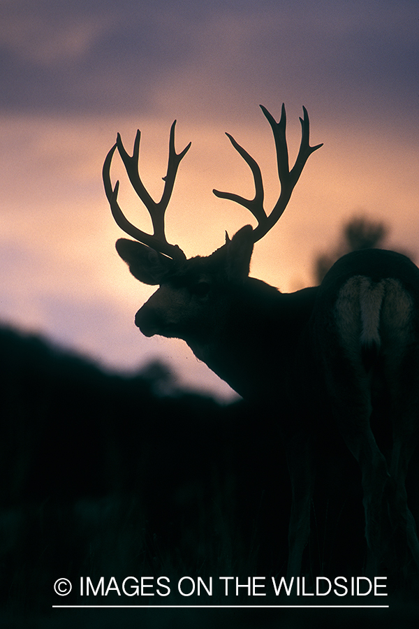 Mule deer in habitat.
