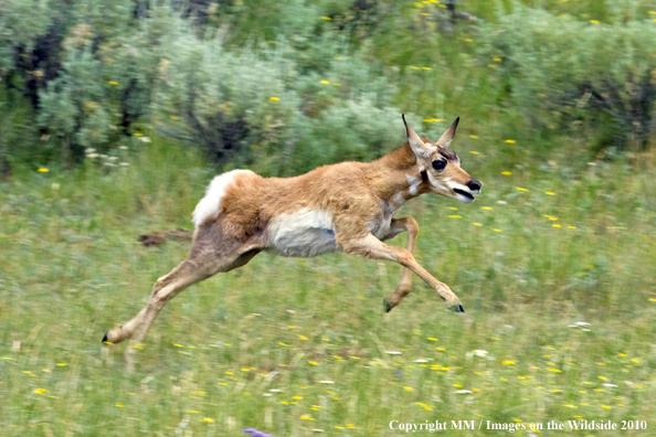 Pronghorn Antelope fawn running in habitat