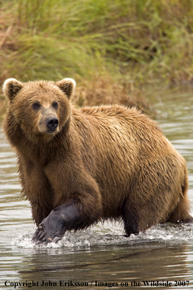 Brown bear in habitat