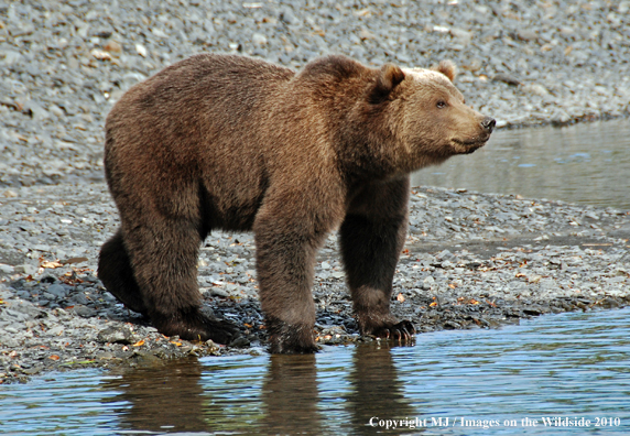 Brown Bear in habitat