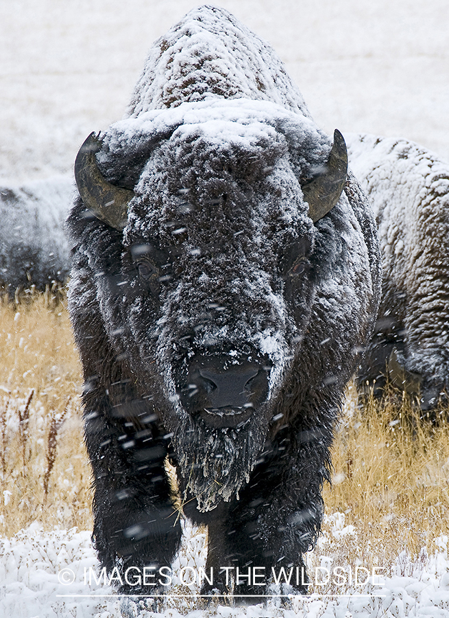 Bison in snow.