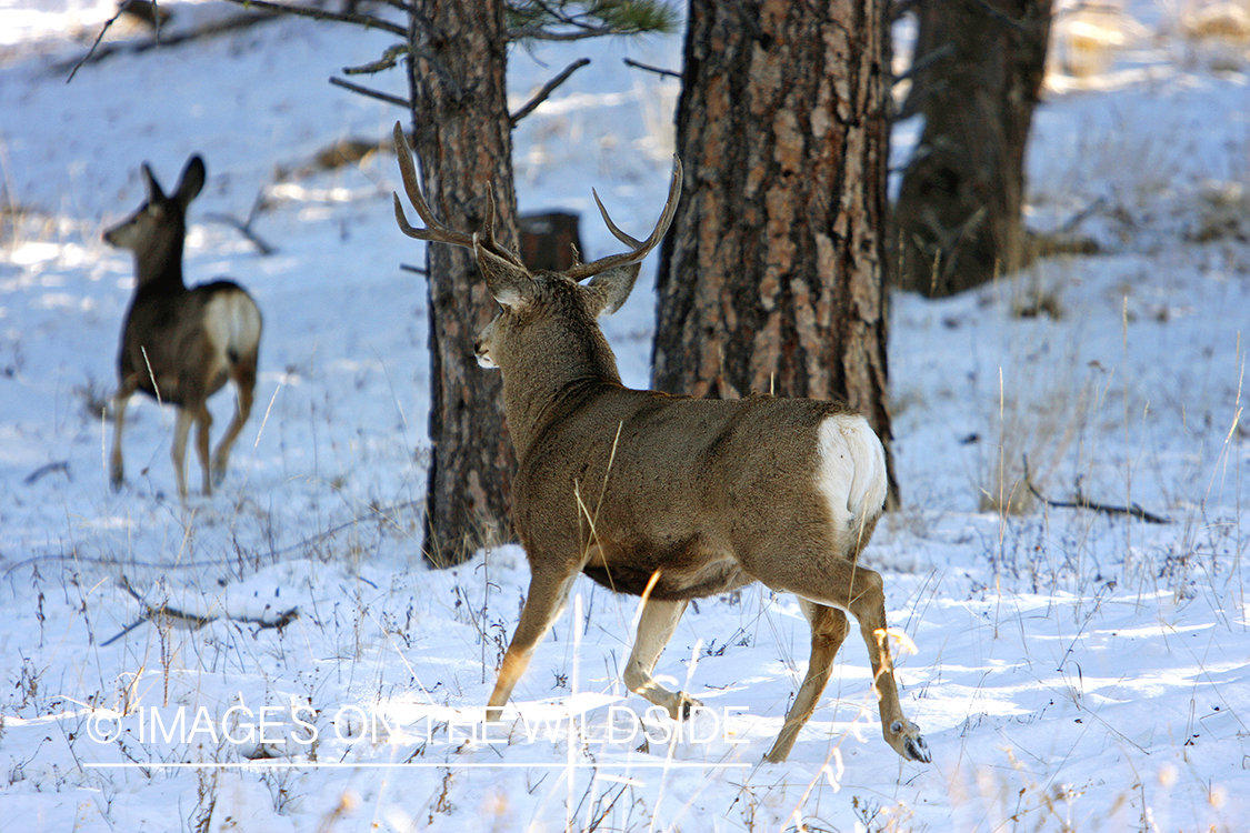 Mule deer 