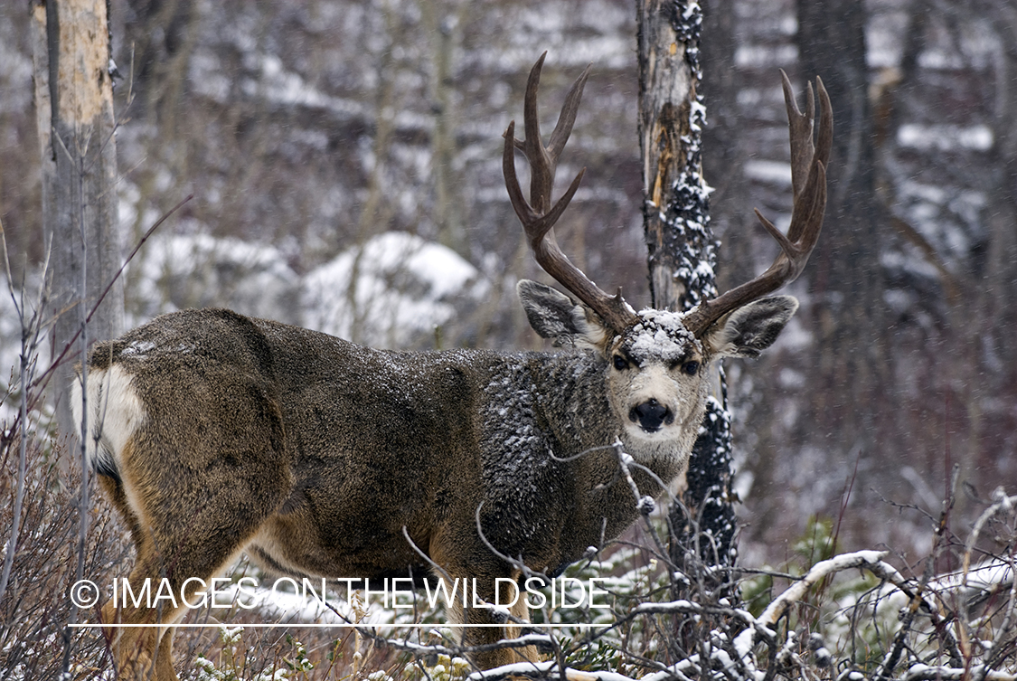 Mule deer 