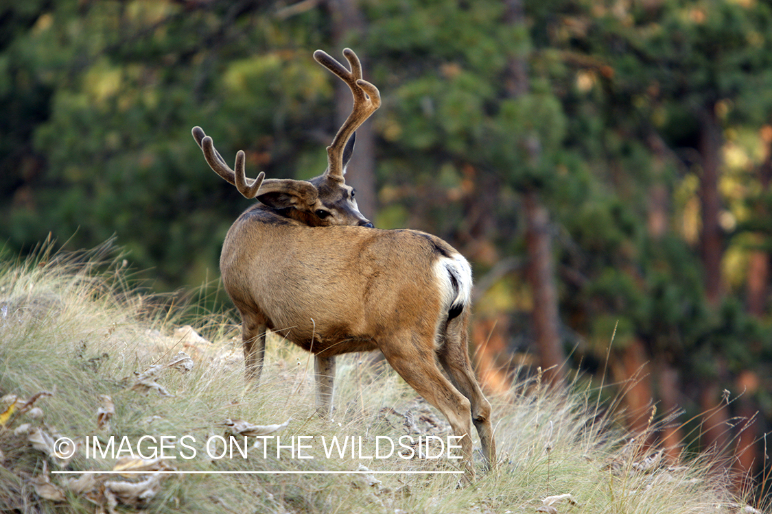 Mule Deer in Habitat