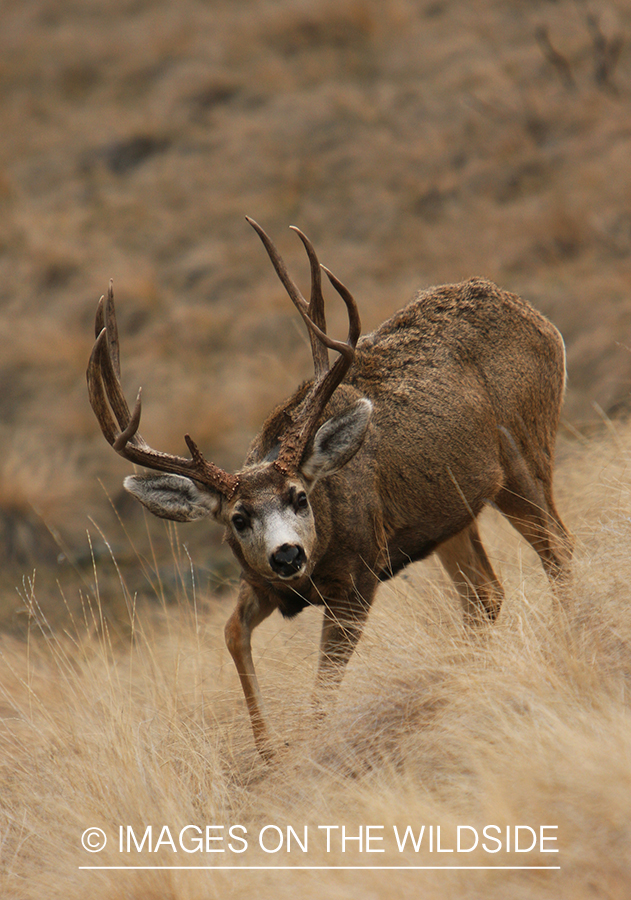 Mule Buck in Field