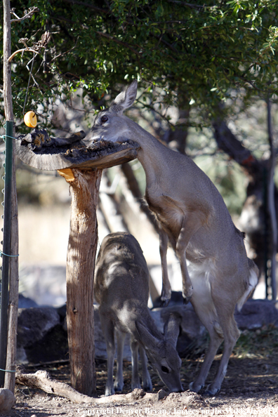 Coues white-tailed does at bird feeder. 
