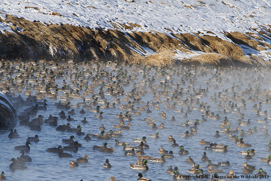 Mallards taking flight.