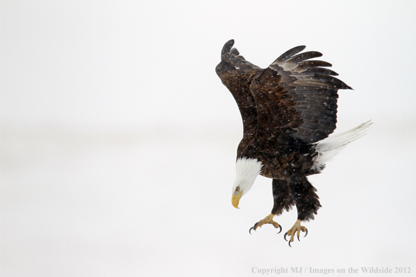 Bald eagle in flight.  
