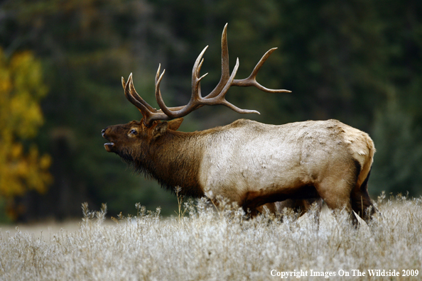 Bull Elk
