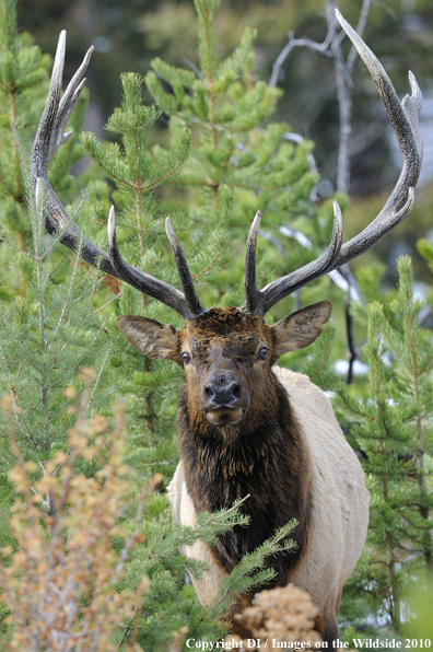 Rocky Mountain Bull Elk