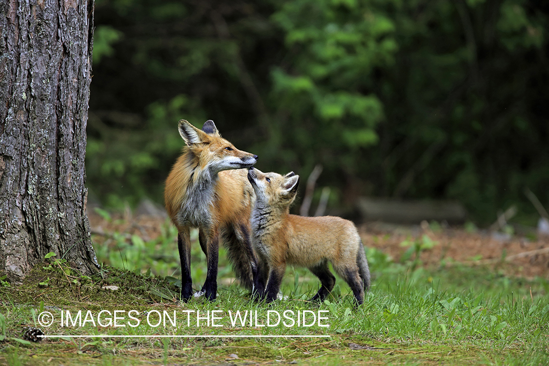 Red fox mother with kit.