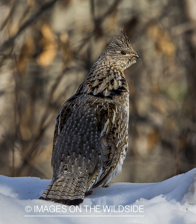 Ruffed Grouse in habitat.