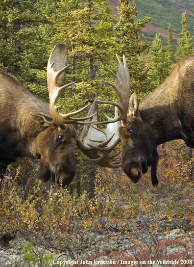 Alaskan Moose in Habitat