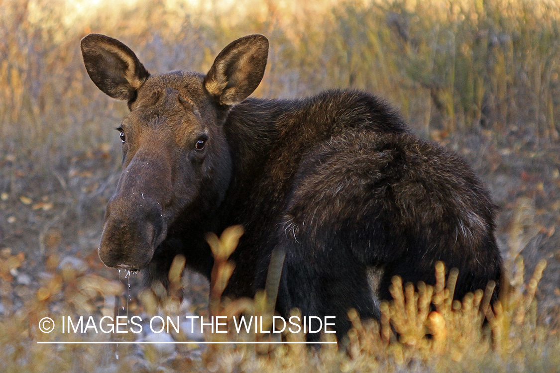 Shiras cow moose in habitat.