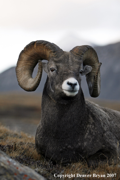 Rocky Mountain Bighorn Sheep