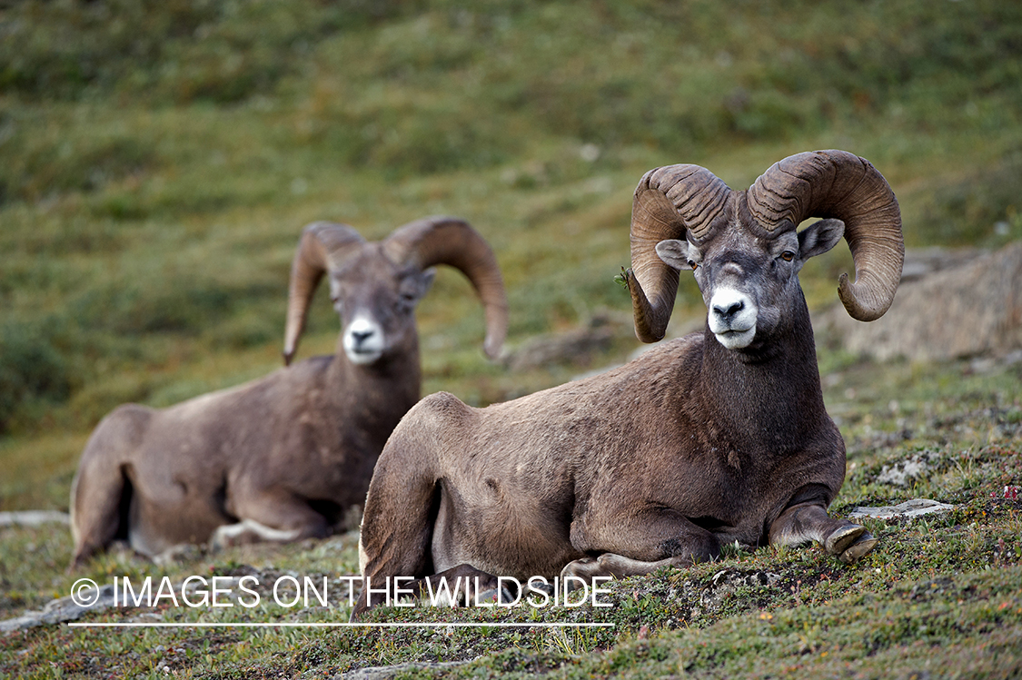 Bighorn sheep in habitat.