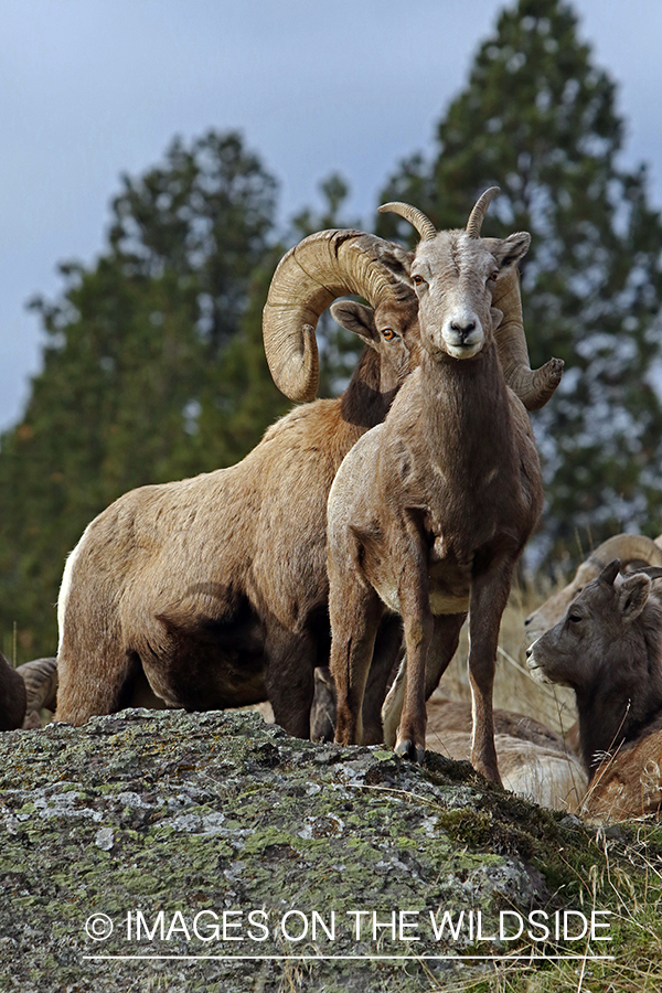 Bighorn sheep in habitat.