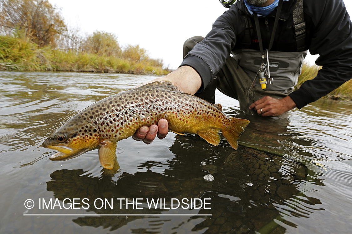 Flyfisherman releasing brown trout.