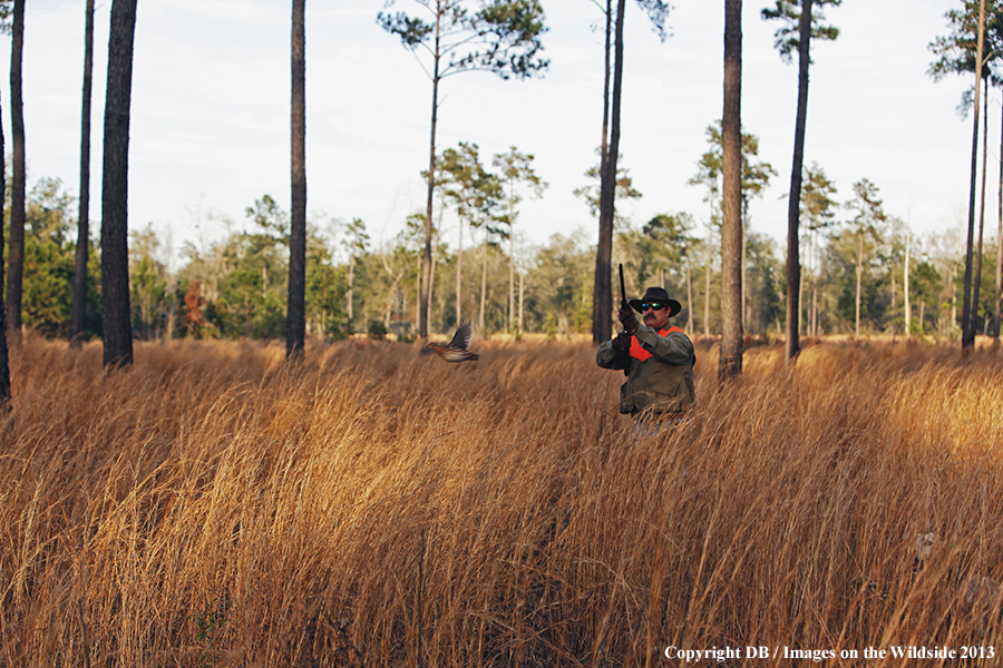 Bobwhite quail hunter shooting at flushing quail. 